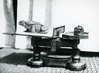 Un crapaud de canne assis sur une balance pour être pesé au zoo de Londres, 1923